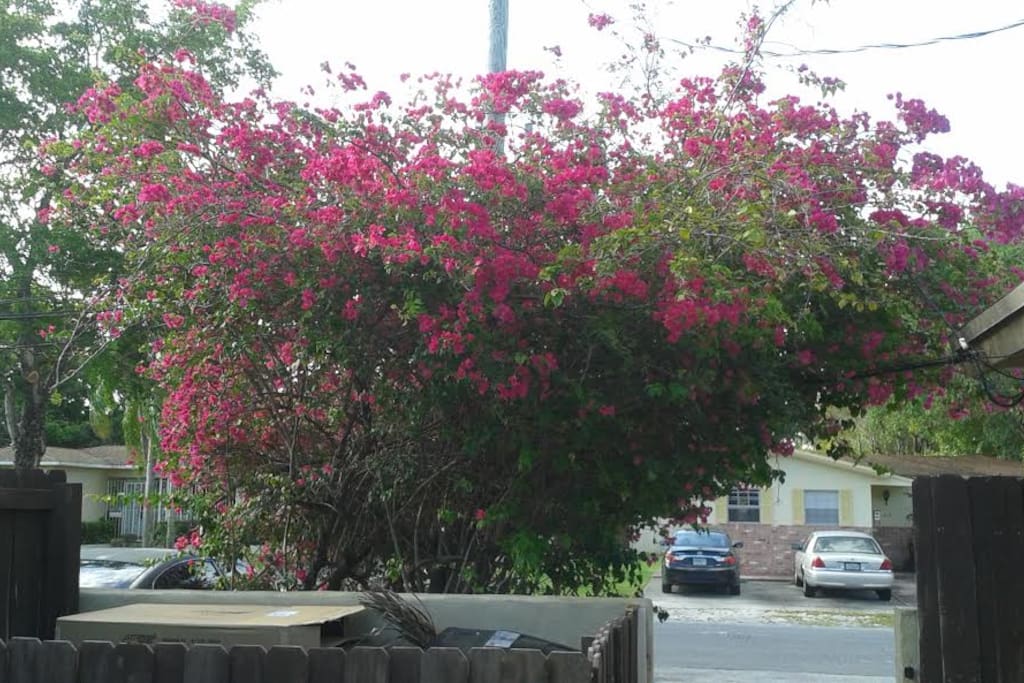 la bucanville repleta de flores a la entrada del jardin