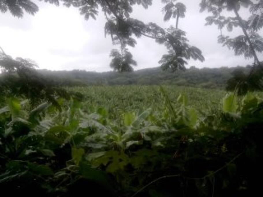 Vue sur la plantation