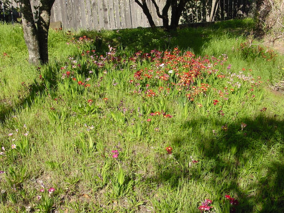 Spring, HillSide Yard Flowers!