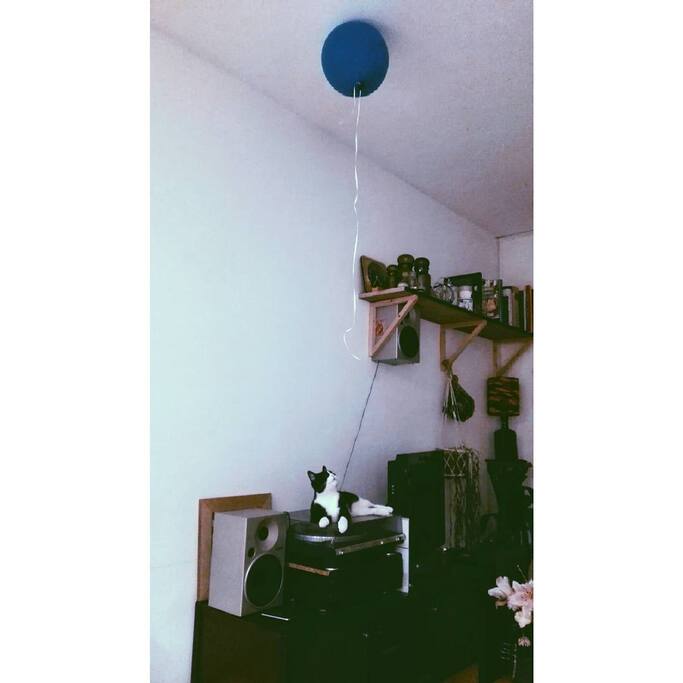 Jackson, our cat in the leaving room
