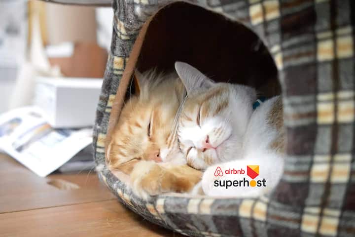 なんば駅から2駅 京セラドーム徒歩約3分 Usj京都奈良神戸関空アクセス便利 猫好き 借りられる一軒家 Nishi Ku ōsaka Shi ōsaka Fu 日本