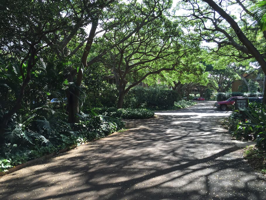 Tree lined parking at your door
