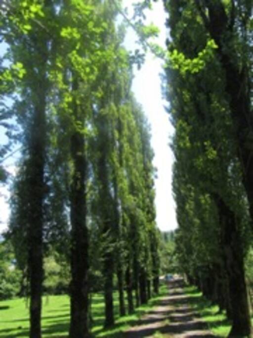 Salkhino - cradle of Vine Ojaleshi