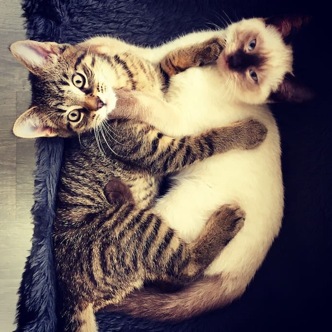 Our 2 adorable kittens (born march 2018)
