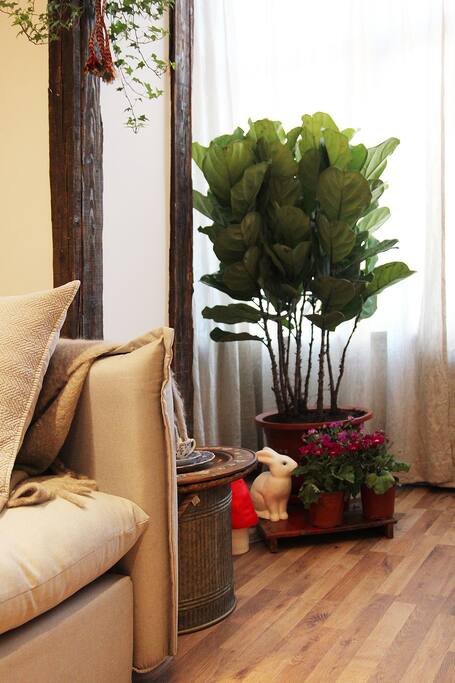 植物角(Plant area)