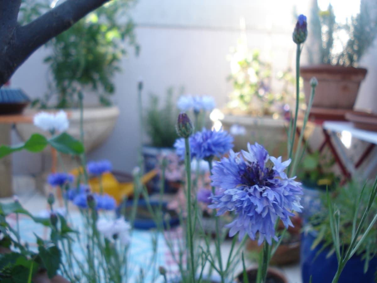 A colorful terrace garden is filled with blooming blue flowers, surrounded by various green plants in pots. Soft light filters through the space, creating a serene environment. Furnishings, including a small table and chairs, are visible in the background, enhancing the outdoor relaxation area.