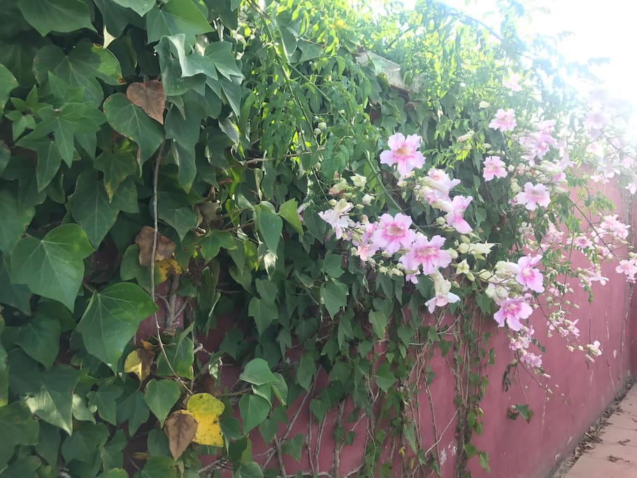 Flores del patio