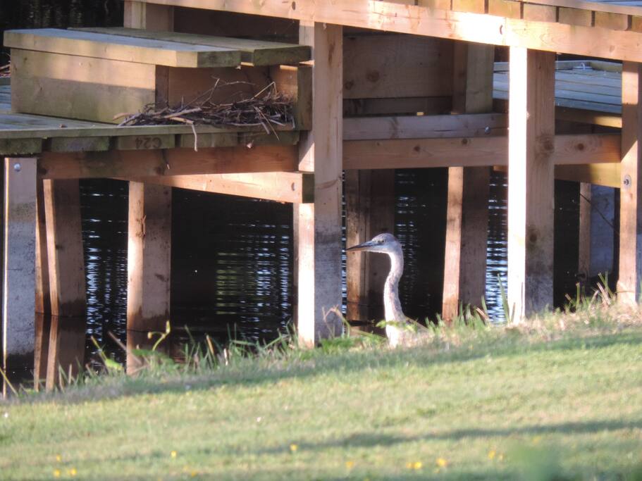 Heron at nearby pond