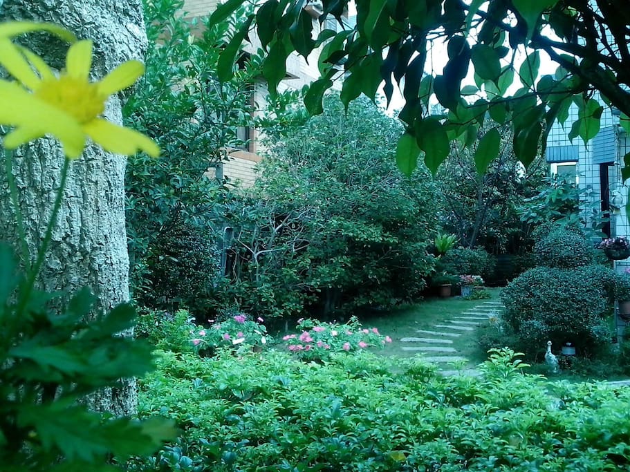 Lush trees and flowers in the garden
花木扶疏滿庭園,
桂花芳齡數十載,