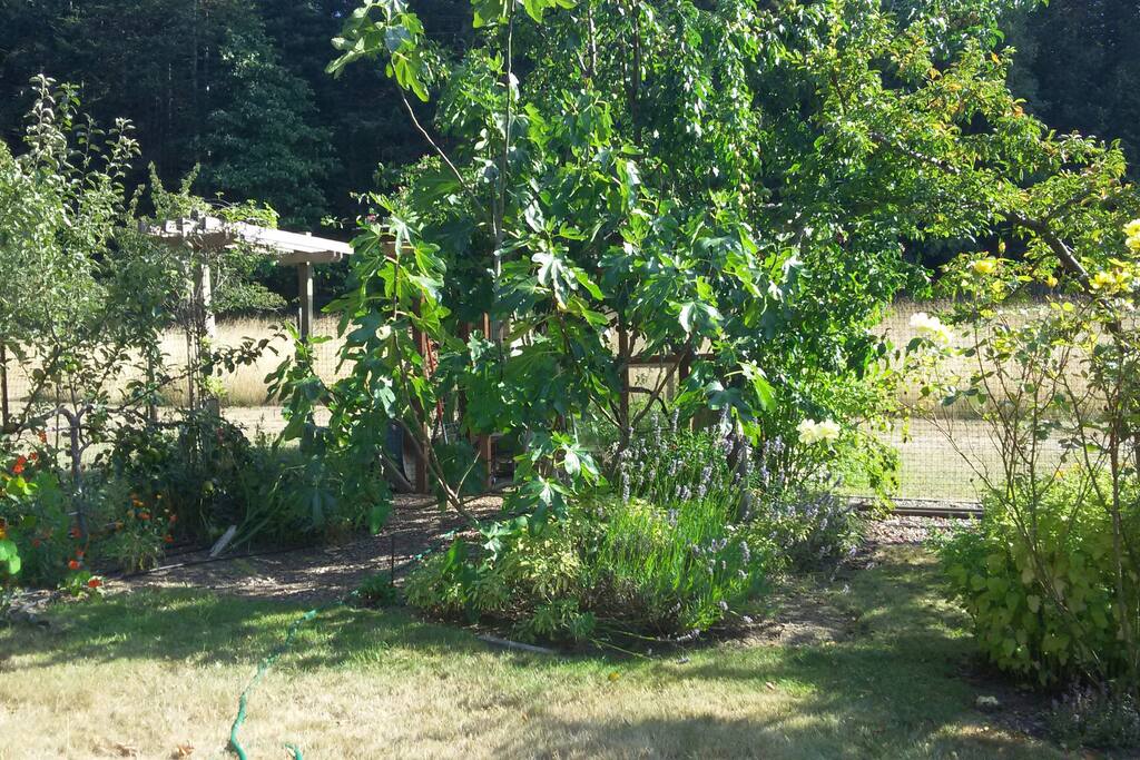 pick figs and plums in the garden during the summer