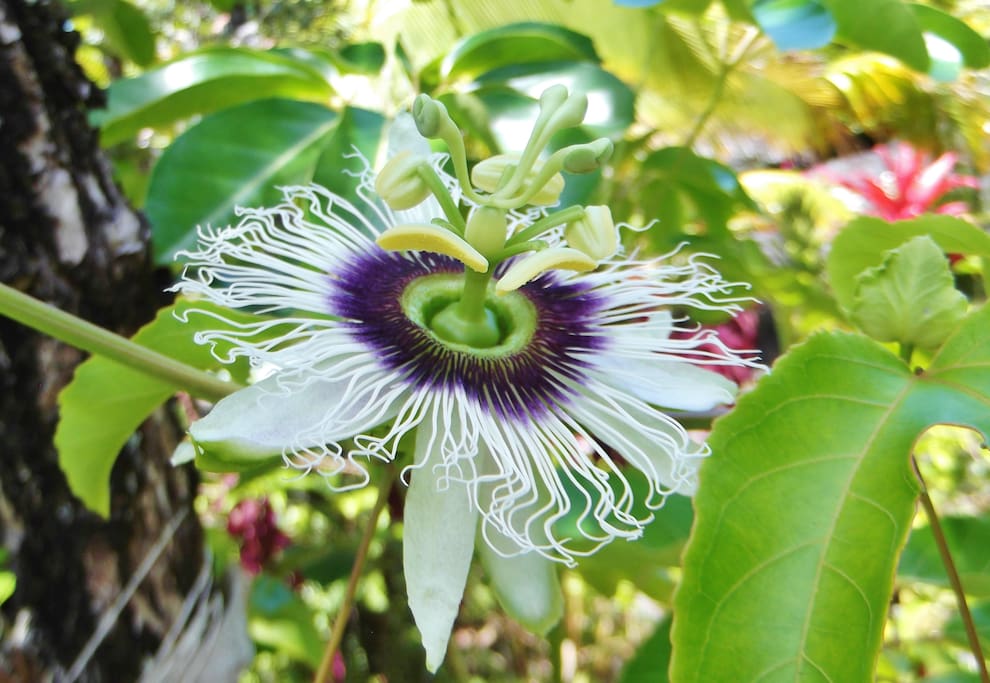 Passion Fruit flower