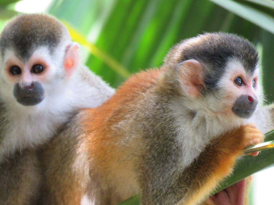 Picture taken from our window of some visiting Titi monkeys!