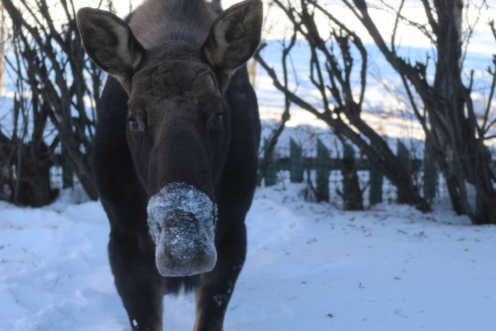 Louis the moose hanging in the Den's yard.