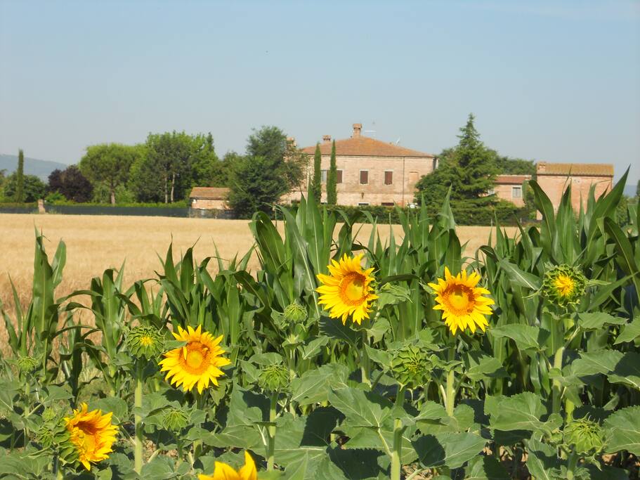 View of Podere Le Manzinaie