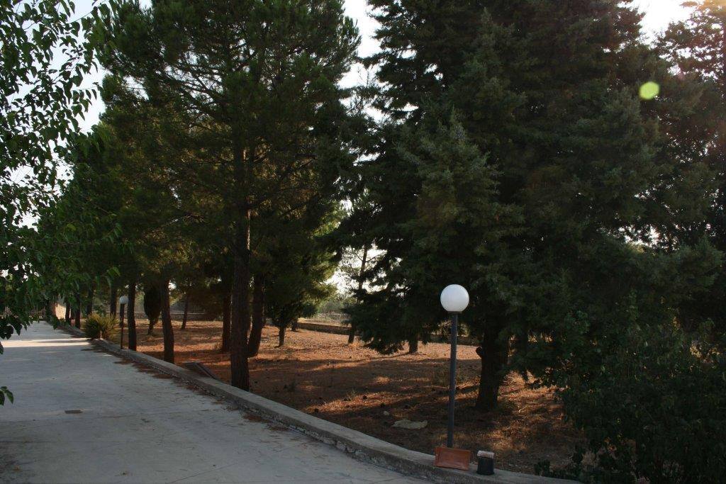 pineta