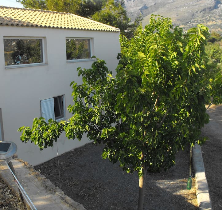 The house