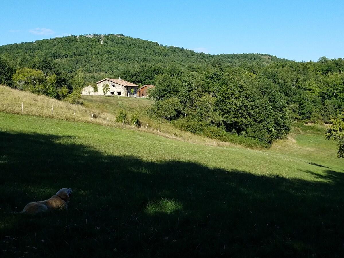 A renovated farmhouse, visible in the distance, blends into a green landscape under a clear blue sky. Surrounding fields and trees create a natural setting. In the foreground, a dog lies on the grass, contributing to a serene outdoor ambiance.