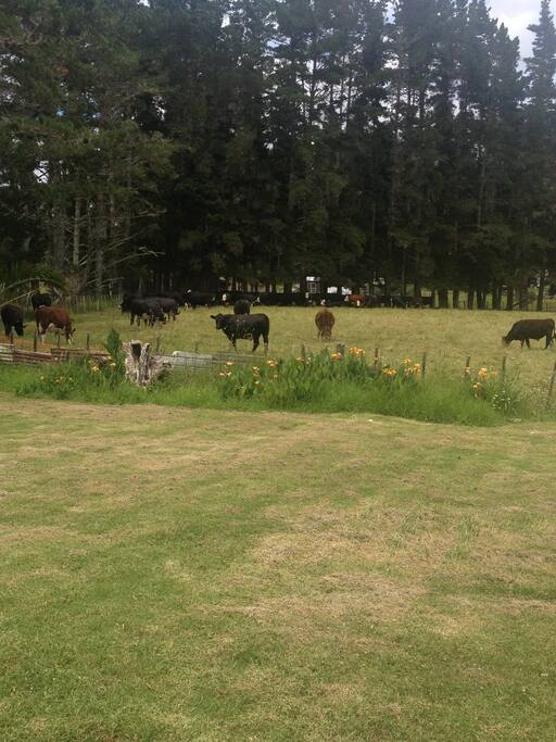The back yard