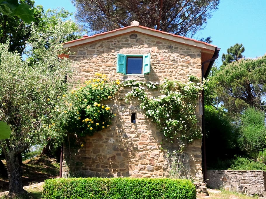 Front of the house with roses in bloom