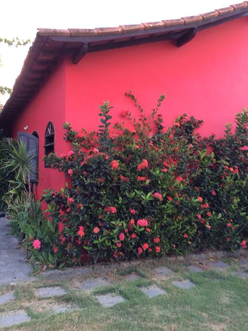 LINDAS FLORES ORNAMENTAM O JARDIM