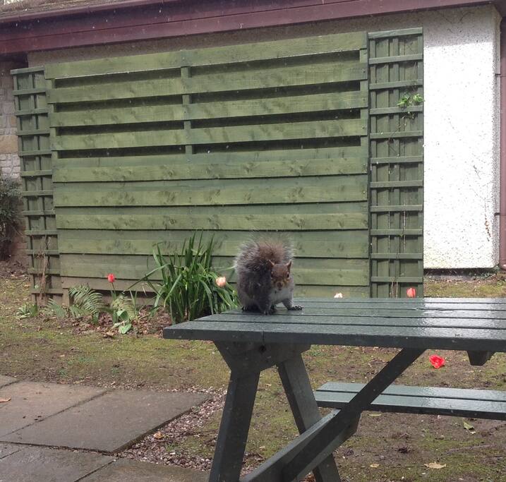 Wildlife within the site includes squirrels, rabbits and birds