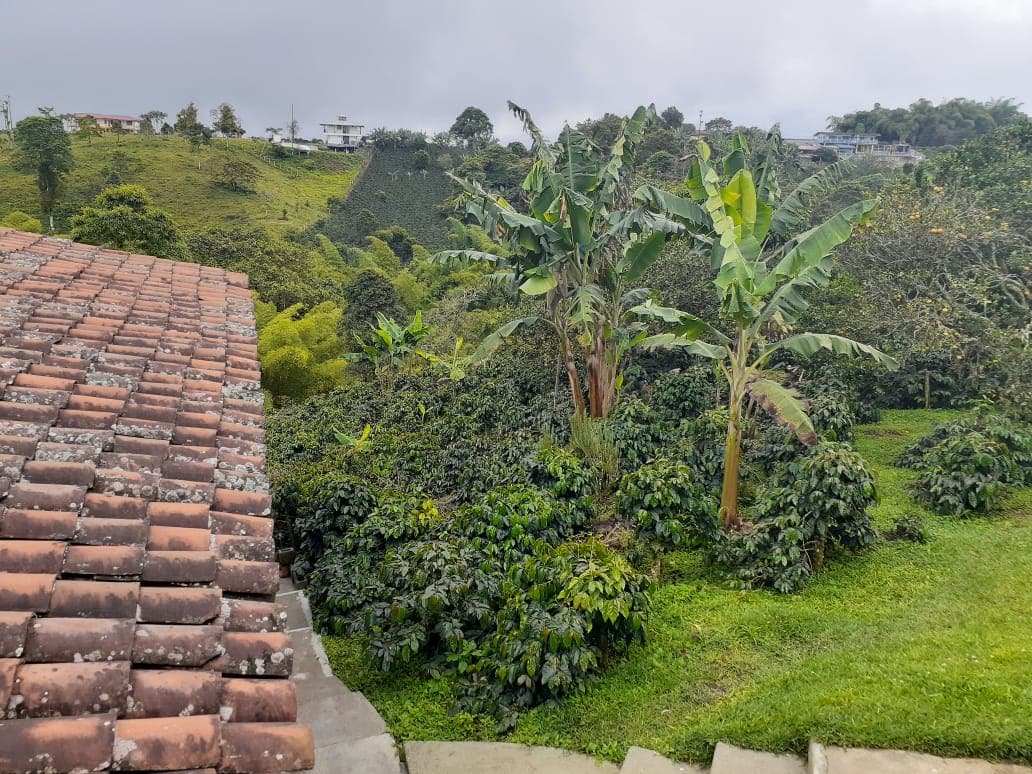 A scenic view features lush green coffee plants and tropical banana trees, set against a backdrop of rolling hills. The image captures the vibrant landscape, showcasing the harmony between nature and the coffee farm environment.
