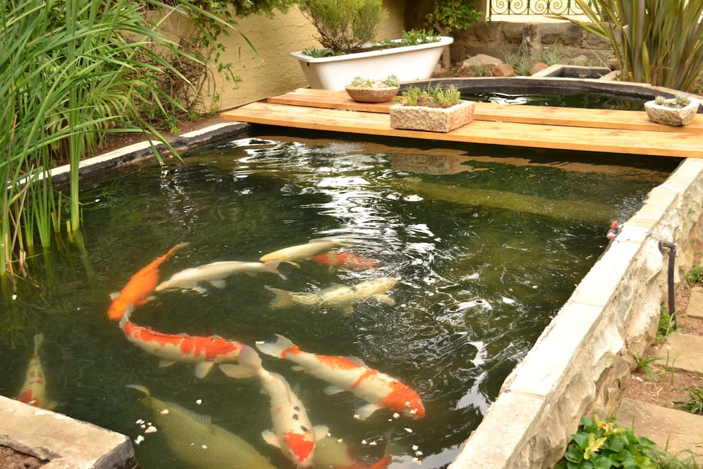 Our small but exquisite Koi pond.