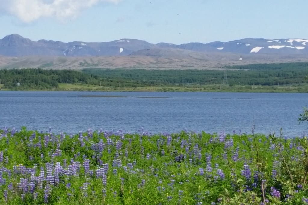 The beautiful lake elliðavatn