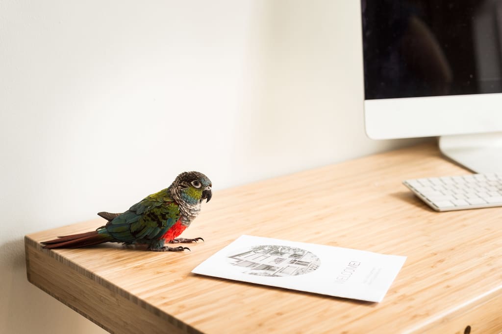 This is our parrot George - she's very friendly, but is also happy to stay in her cage while you are staying with us.