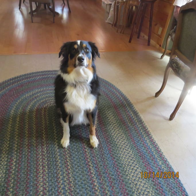 We have a gentle and loving border collie mix who loves company.