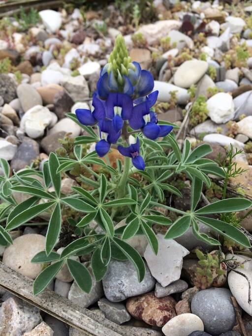 If you visit in the spring, you may see these Texan Bluebonnets.