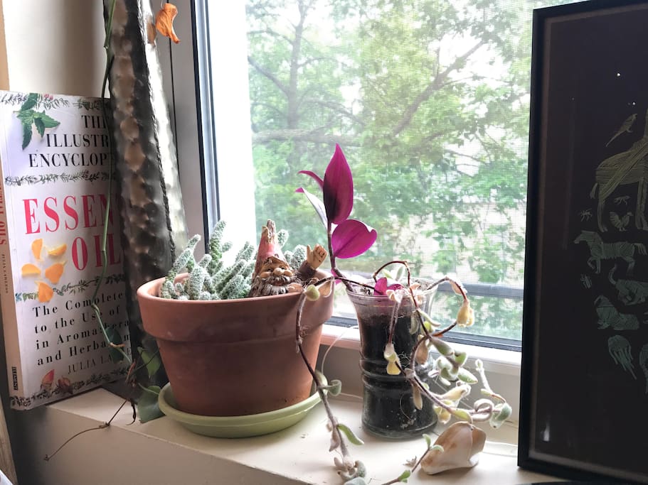Colorful plant babies in the kitchen's window.
