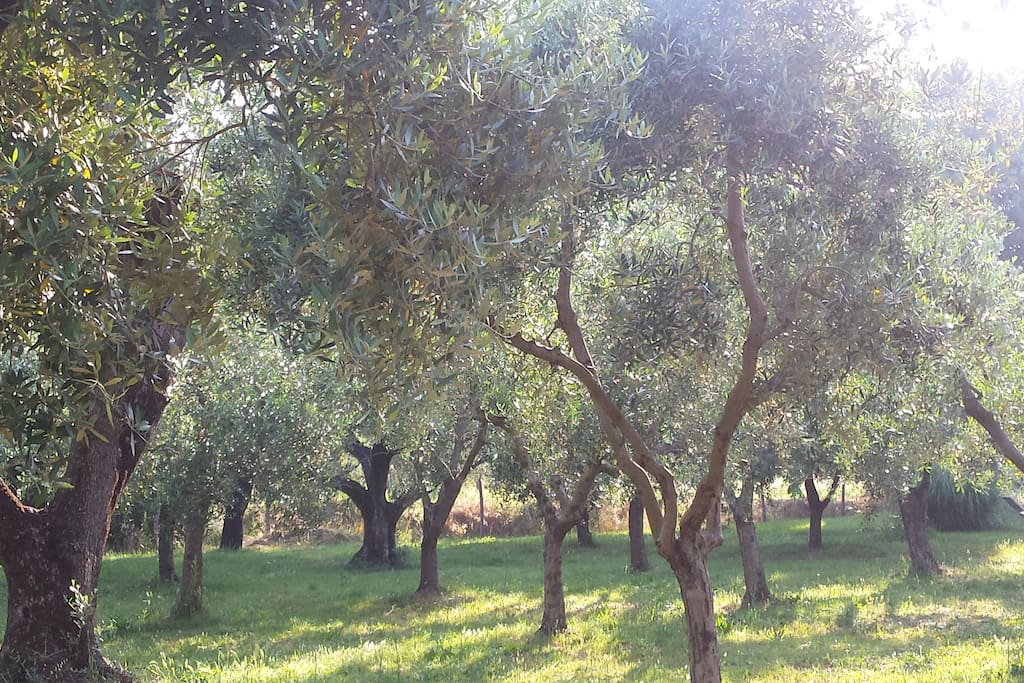 l'oliveta