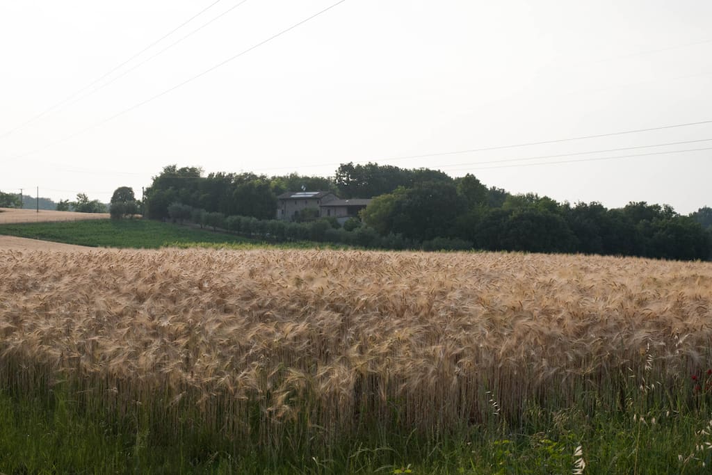 campagna mantovana
