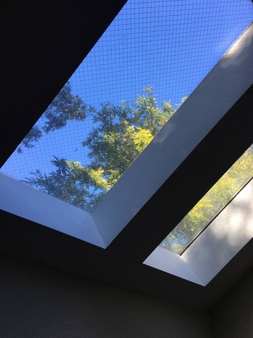 Skylight view of trees