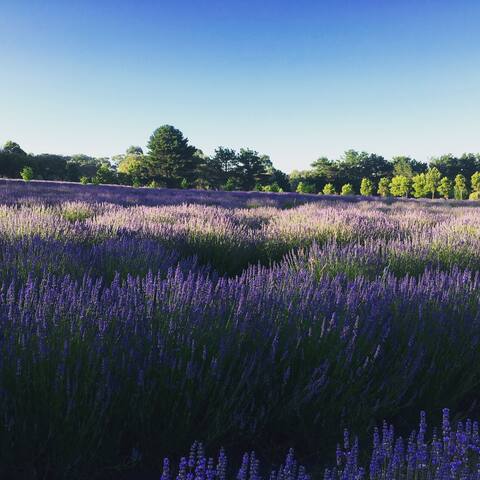 Red Hill Lavender Farmhouse gallery image 2