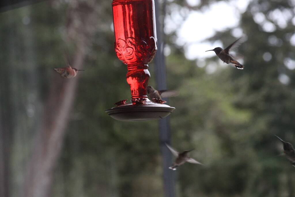 Humming Birds