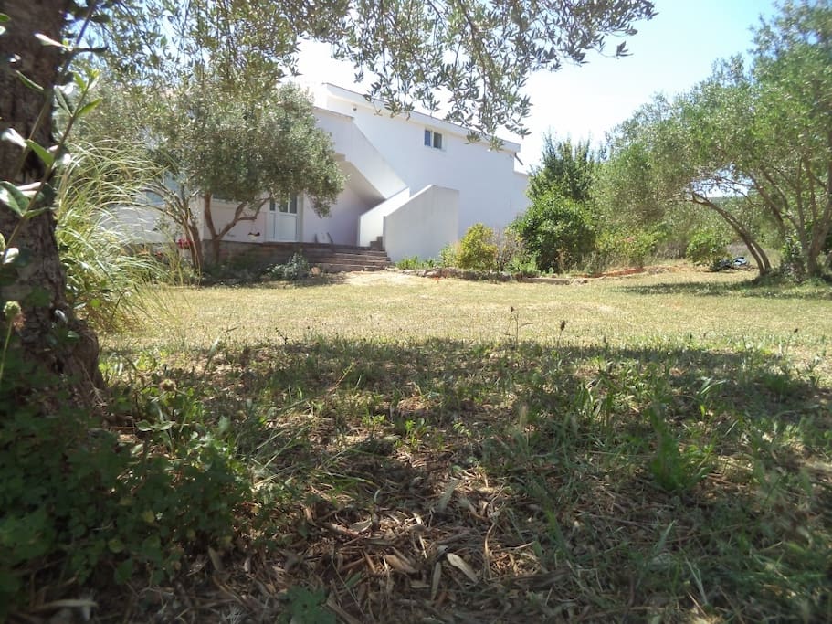 garden (house and surroundings)