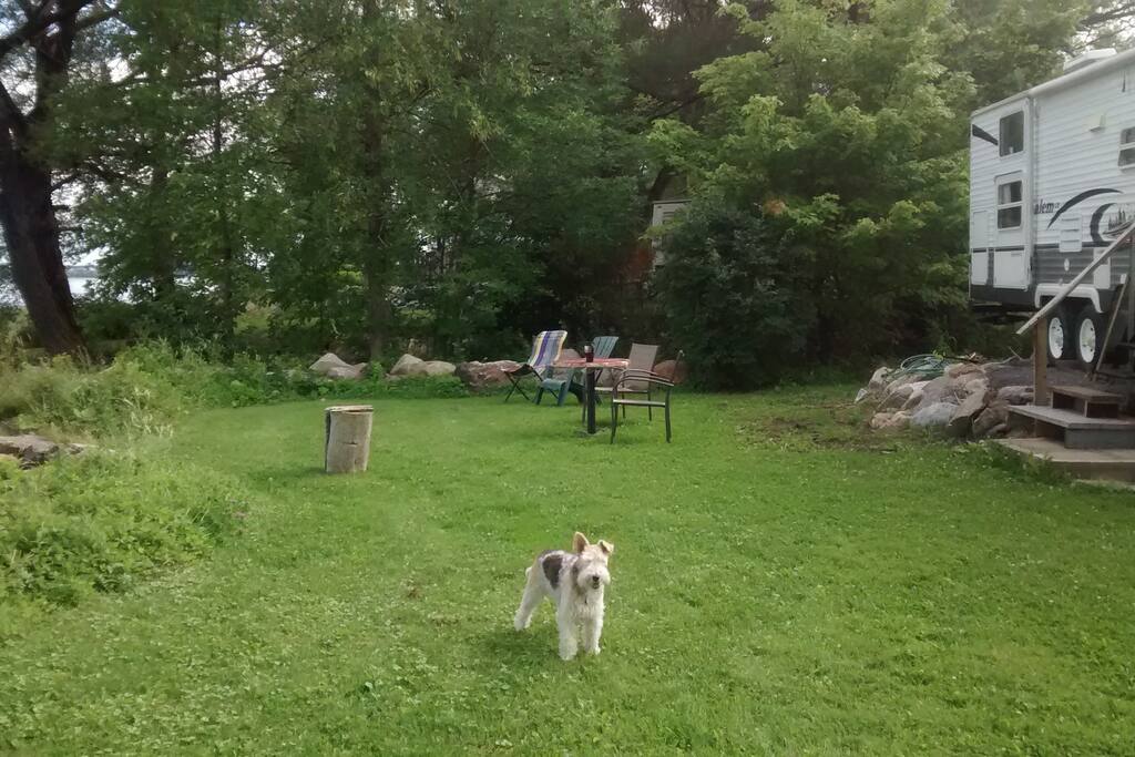 Court avant (chien non inclus!)