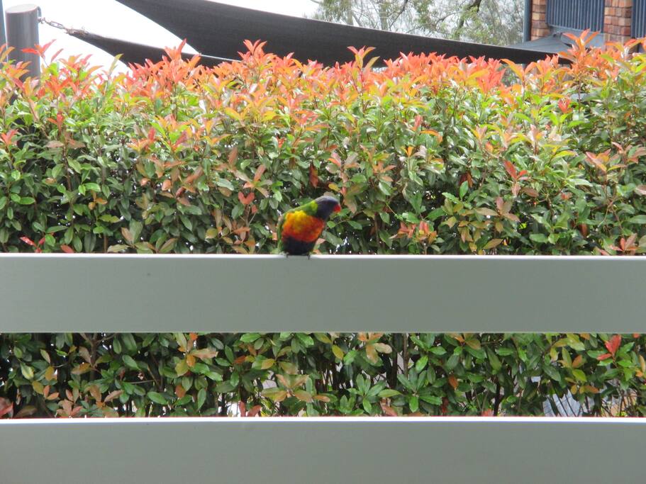 Coming to say hello!