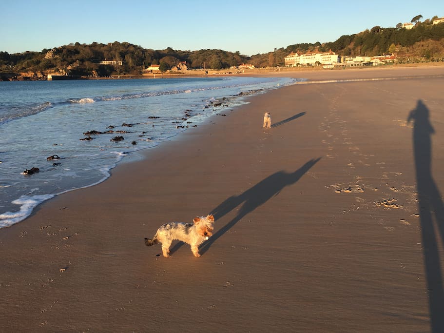 St Brelades Bay ( and the dogs)