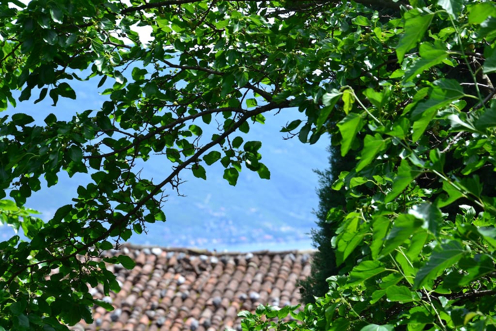 Panorama