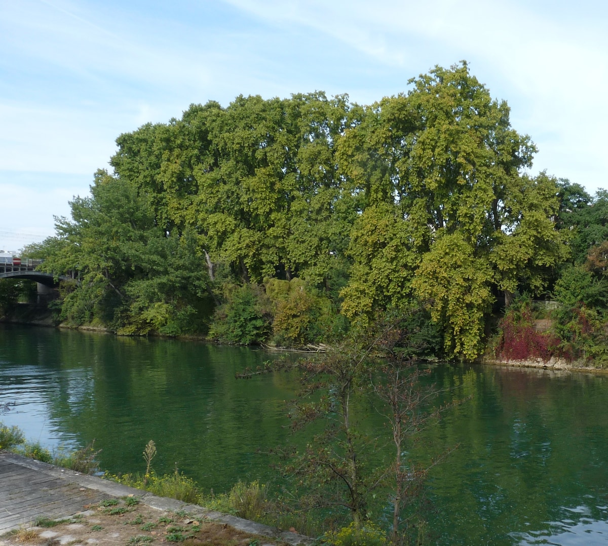 A serene waterfront view displays a calm, green river bordered by lush trees, reflecting the surrounding foliage. The banks feature a mix of greenery, with hints of vibrant colors emerging, creating a natural and tranquil setting.