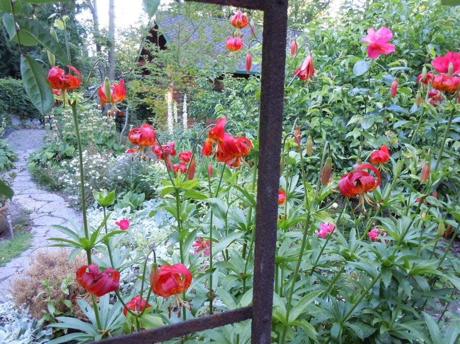 Lilies next to arbor