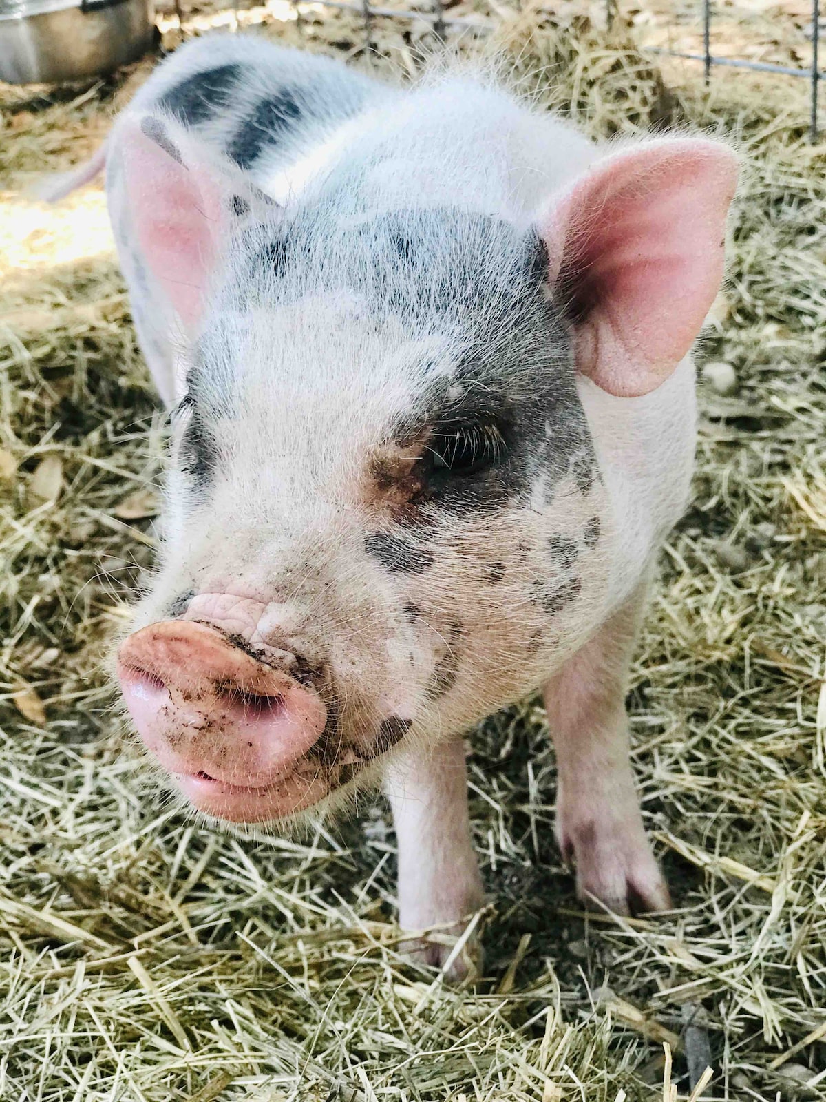 Pig Parlour