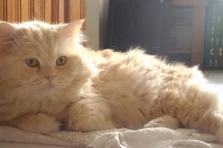 自助式入住、鄰近等一個人咖啡   電梯華廈