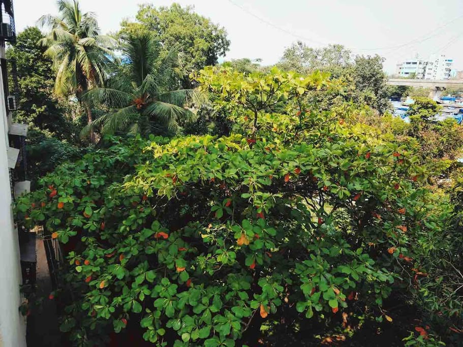 View from room balcony. Watch out for parrots which often come to these trees