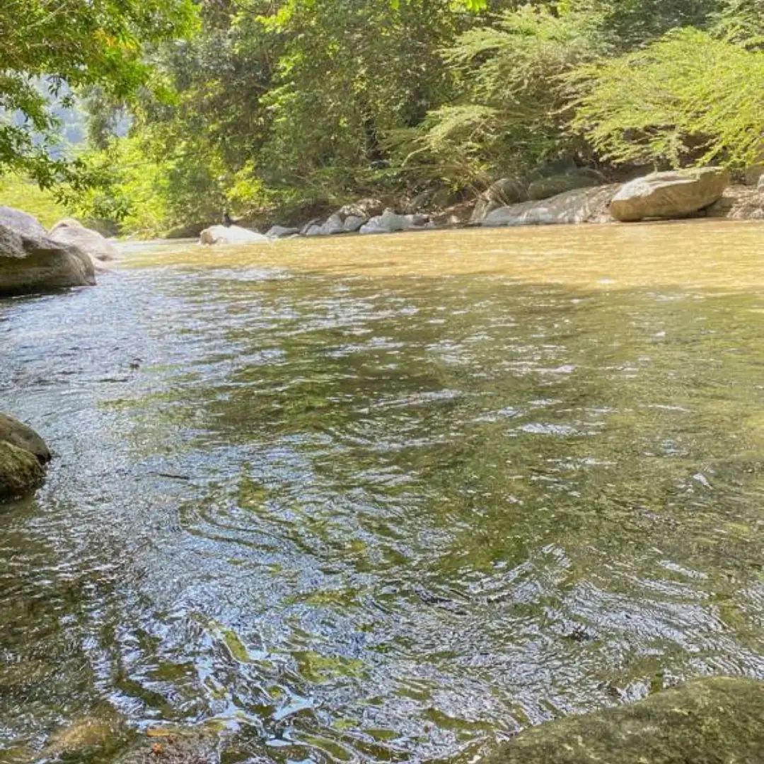 A tranquil river flows gently through a lush green landscape, surrounded by trees and large stones. The clear water reflects sunlight, creating a serene environment enhanced by the sounds of nature.