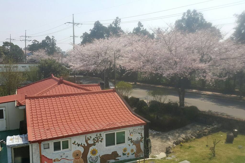 벚꽃필때의 제주소요에서 바라본 전경입니다
