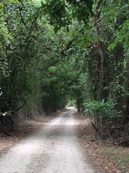 The infamous tunnel of trees that leads to the property
